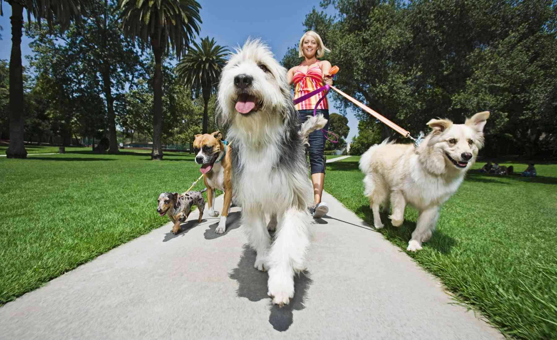 Make $500 a Day - Dog Walking