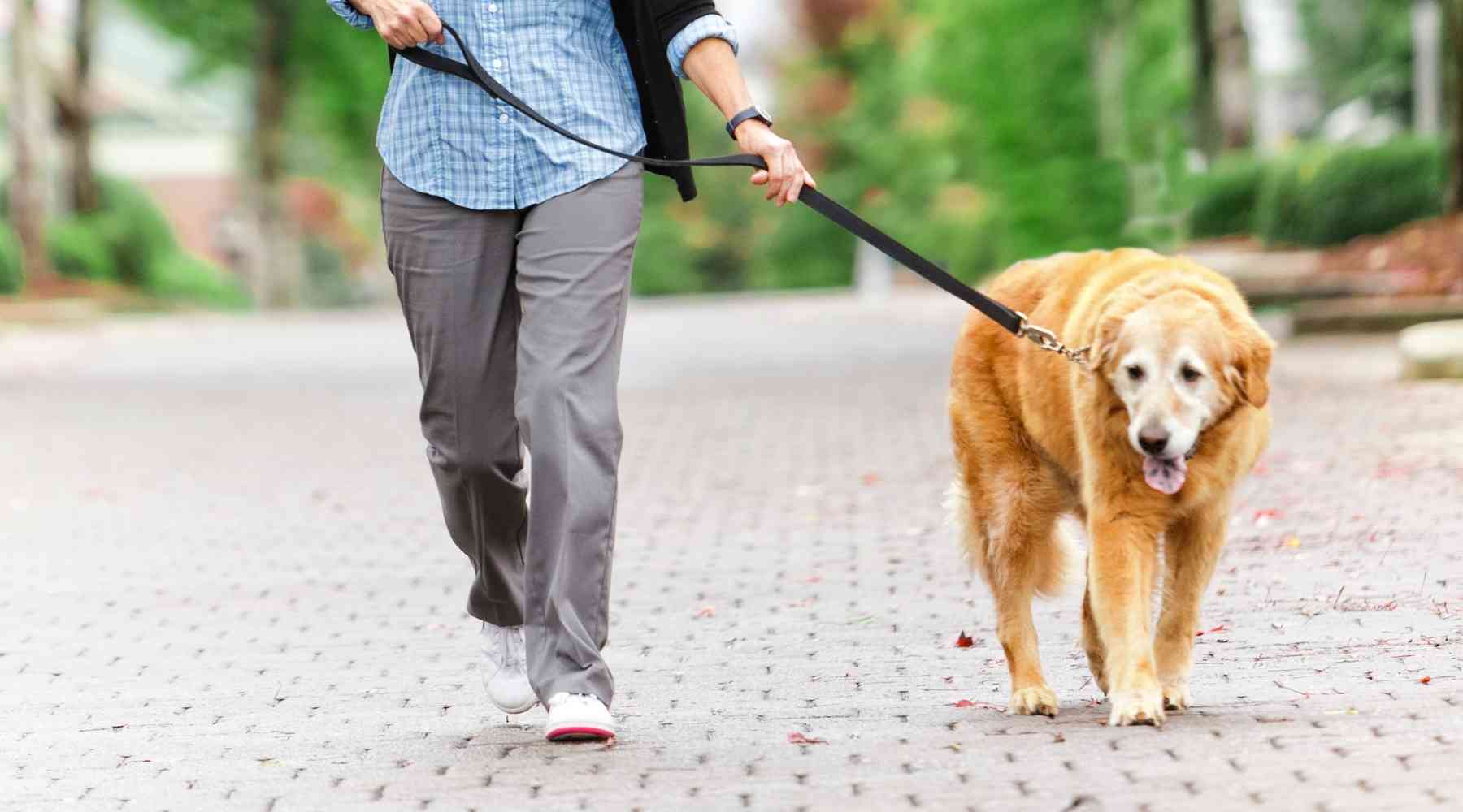 How to Make Money Without a Job - Dog Walking
