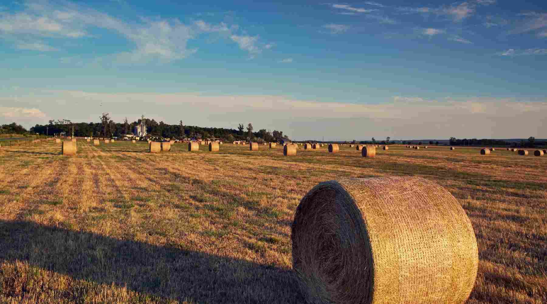 Best Income Producing Assets - Farmland
