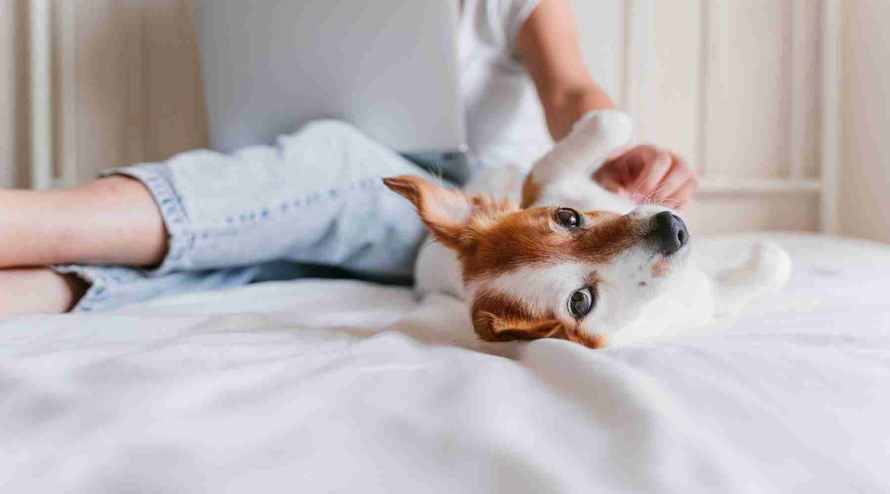 How to Make $400 Fast - Pet Sitting