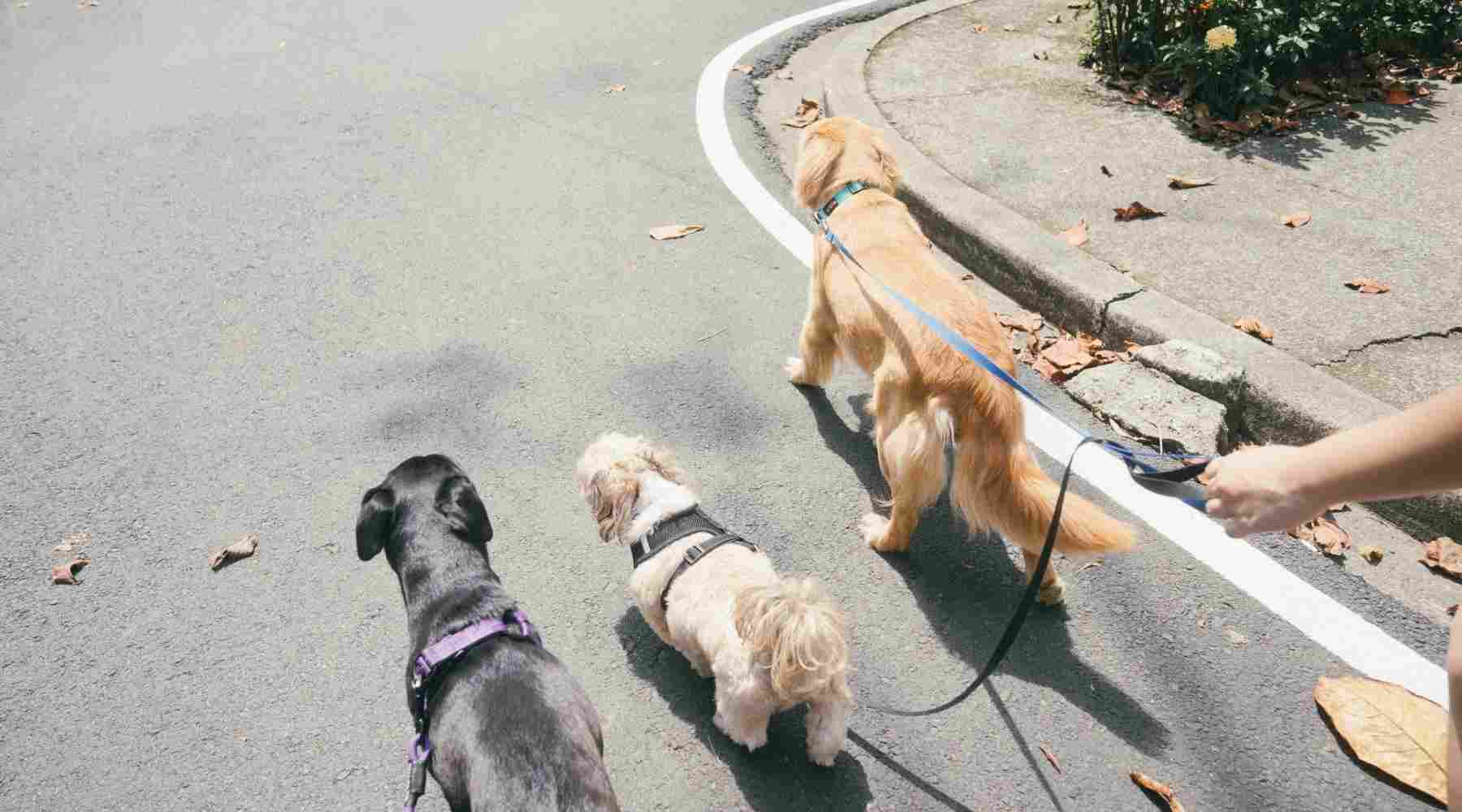 Jobs That Pay $30 an Hour - Dog Walking